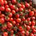 推荐平度釜山88玲珑小番茄新鲜采摘产地供货量大欢迎