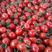 推荐平度釜山88玲珑小番茄新鲜采摘产地供货量大欢迎