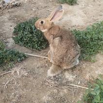 比利时种兔繁殖兔包技术包成活技术指导