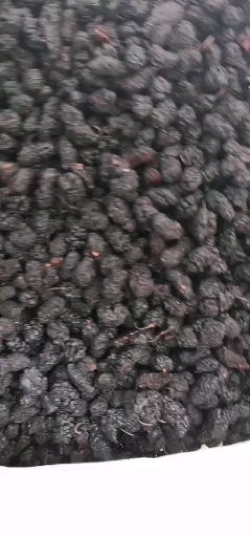 桑椹干无沙免洗黑桑椹18.8一斤包邮正宗产地攀枝花桑椹