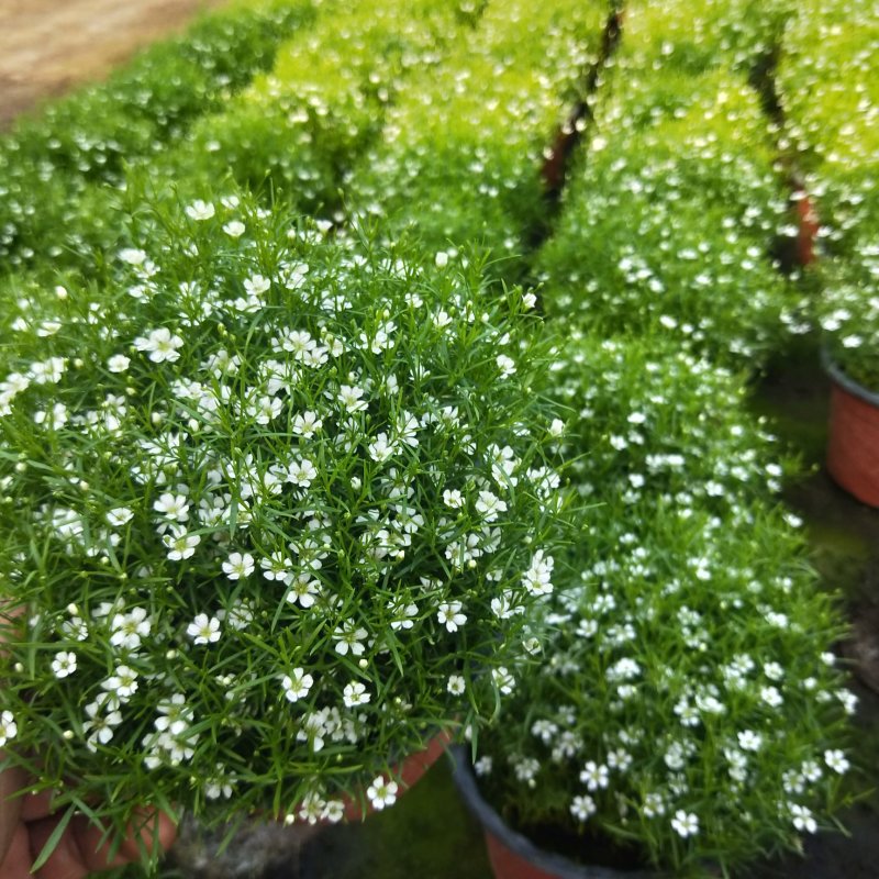 精品婚纱满天星四季易活花草盆栽观赏花开花机器