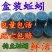 基地直供盒装蚯蚓，袋装，常年供应商，60盒起批