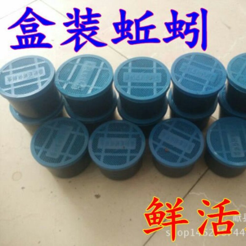 基地直供盒装蚯蚓，袋装，常年供应商，60盒起批