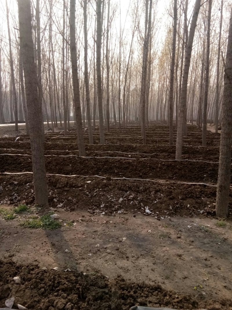 基地直供盒装蚯蚓，袋装，常年供应商，60盒起批