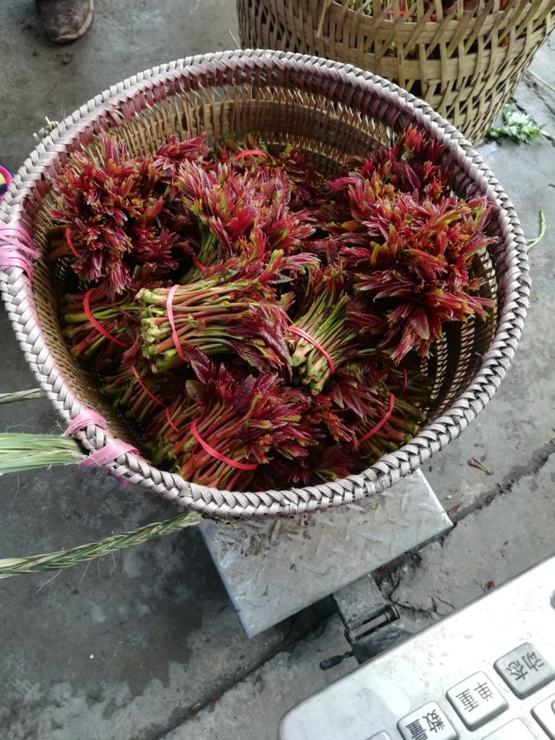 四川大竹县红油香椿芽