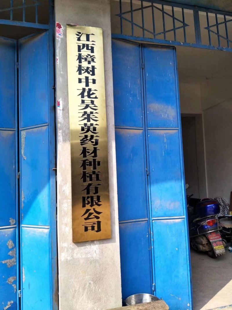 江西单叶蔓荆子扦插苗