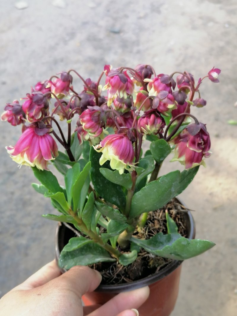 宫灯长寿，重瓣花，基地直发