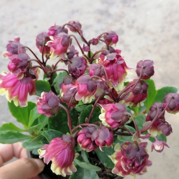 宫灯长寿，重瓣花，基地直发