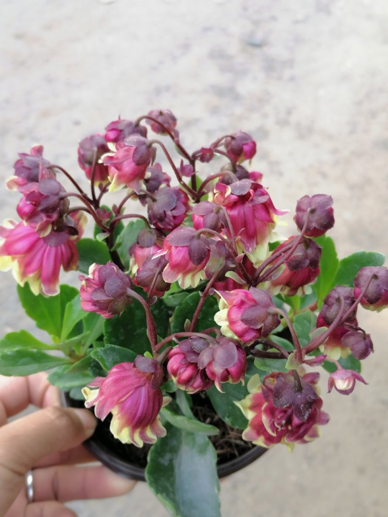 宫灯长寿，重瓣花，基地直发