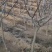 山楂树山楂树苗基地直供1-5年生成活率高