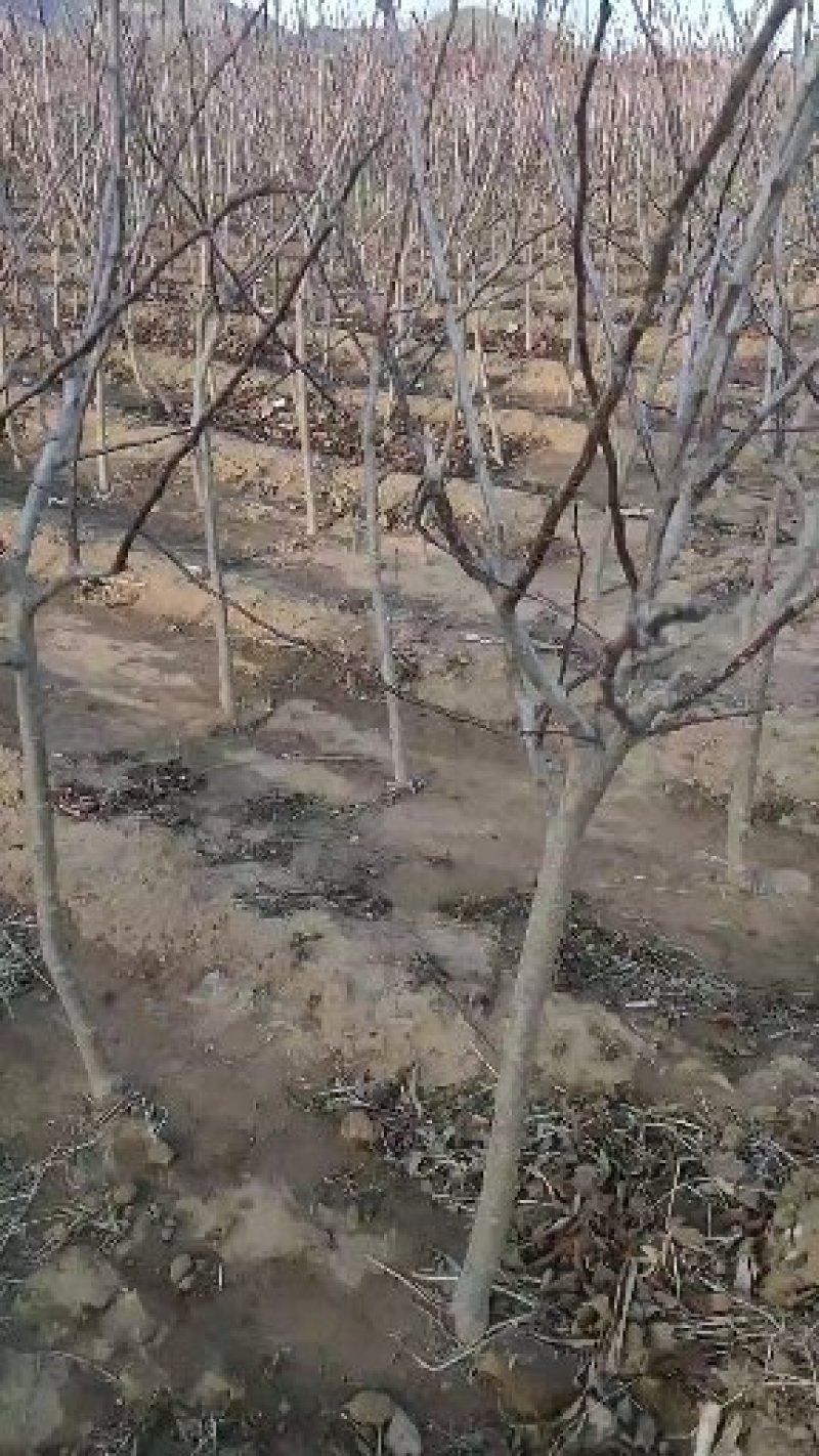 山楂树山楂树苗基地直供1-5年生成活率高