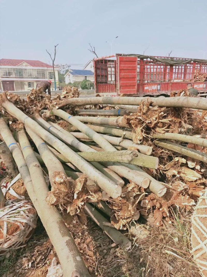 供应4-5公分截杆小栾树，大量现货，欢迎联系我