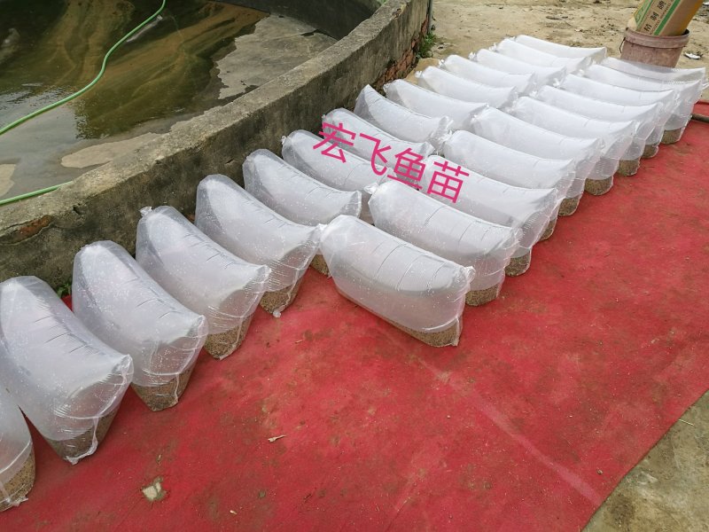 鳡鱼苗，自产自销，保质保量，各种规格都有出售。