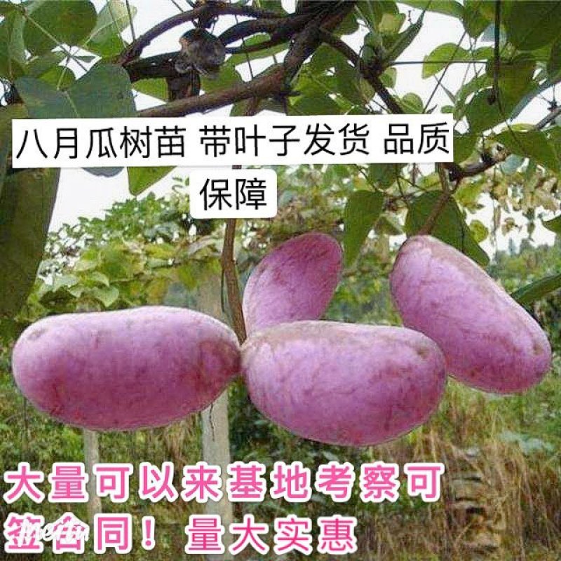 果树苗改良品种八月瓜苗木通八月炸水果野香蕉新奇藤本果树盆