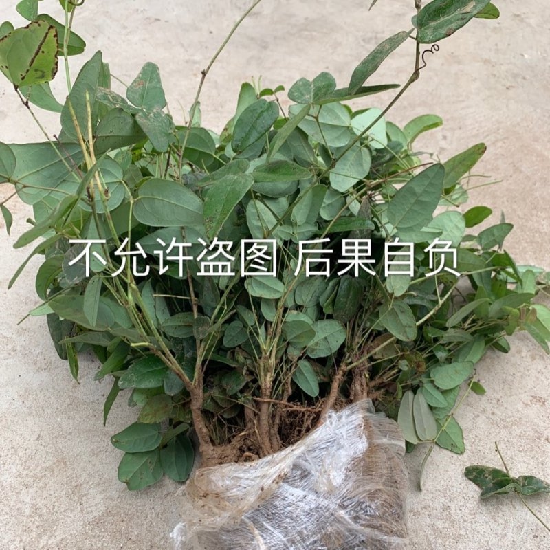 果树苗改良品种八月瓜苗木通八月炸水果野香蕉新奇藤本果树盆