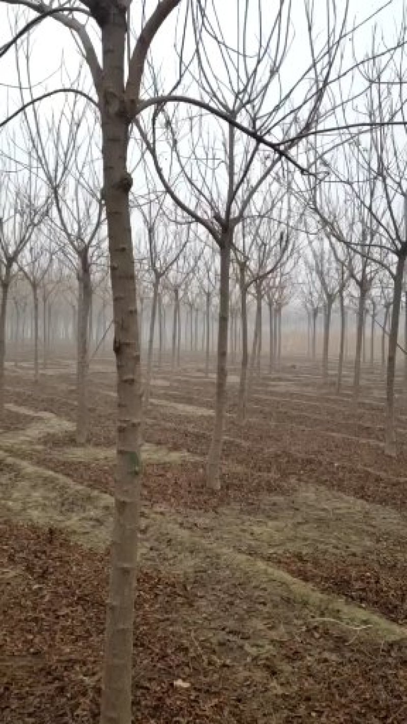 北京栾10~12cm8~10cm2.5~3米