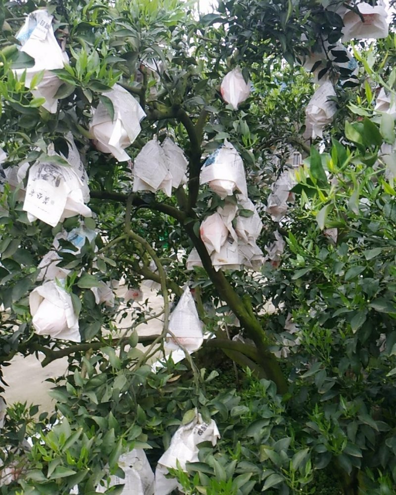 丹棱精品不知火