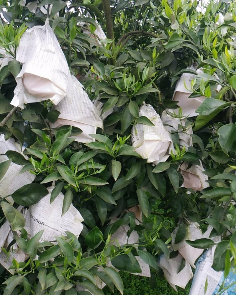 丹棱精品不知火