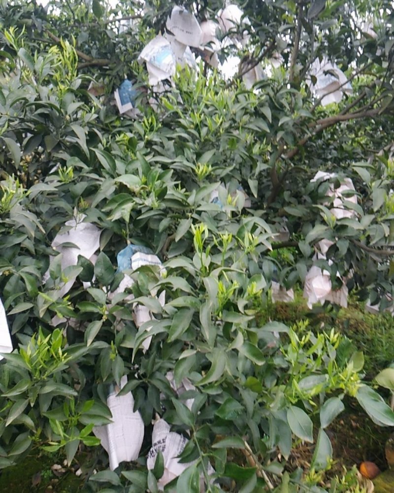 丹棱精品不知火