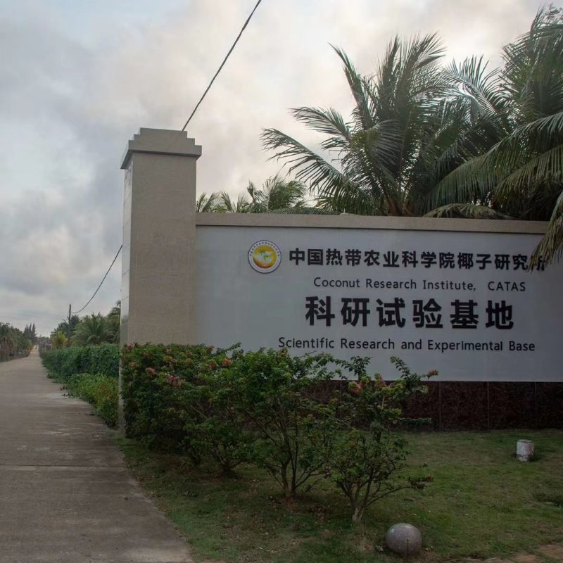 海南椰青椰子品质保证，一分钱一分货不包含运费