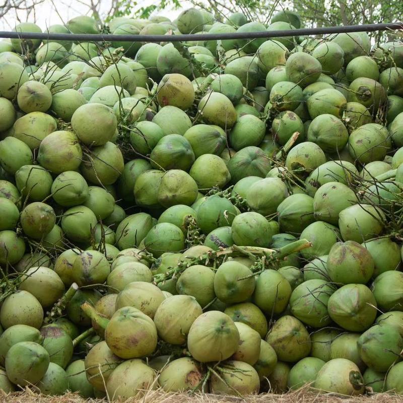 海南椰青椰子品质保证，一分钱一分货不包含运费