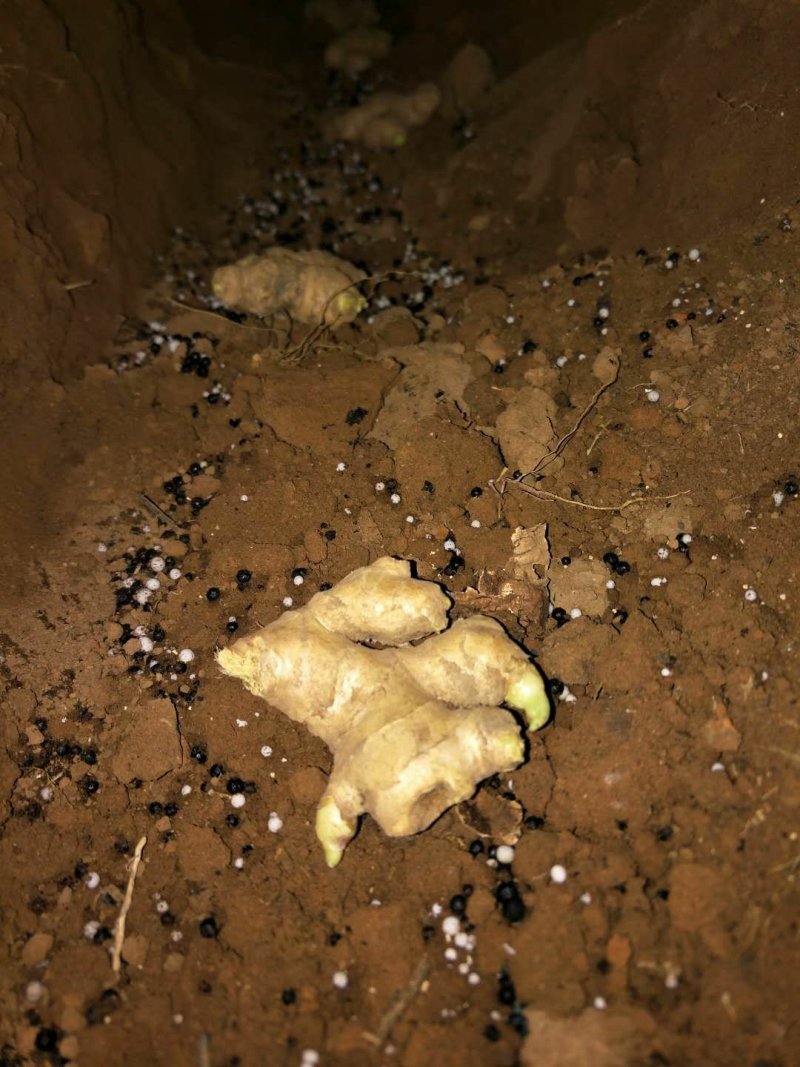 【推荐】陕西生姜产地发货新姜老姜全国发货量大从优品质保证