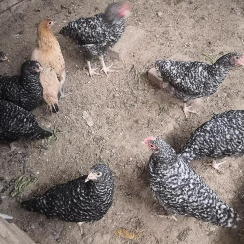 梵天鸡养殖黑白花梵天鸡种鸡