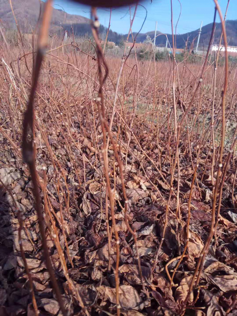 五味子当年苗，根系发达，成活率高