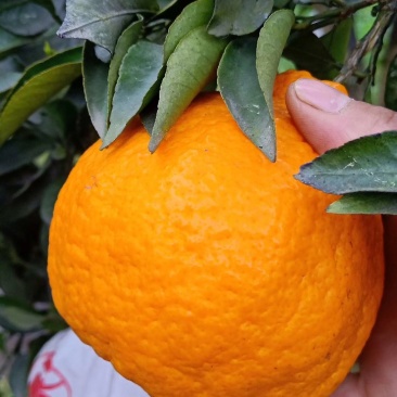 青见