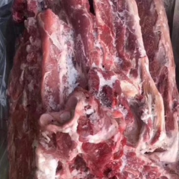羊蝎子，多肉内蒙羊蝎子，