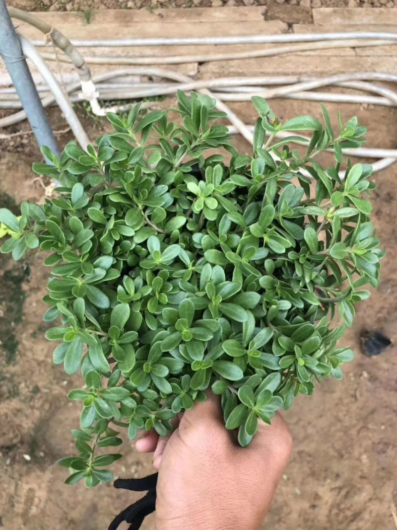 太阳花盆栽基地直发