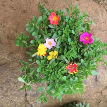 太阳花盆栽基地直发