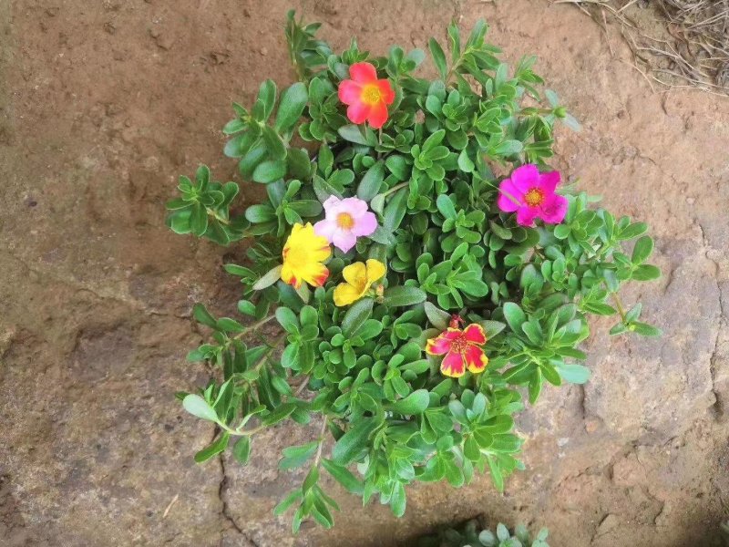 太阳花盆栽基地直发