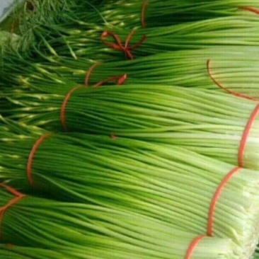 蒜薹