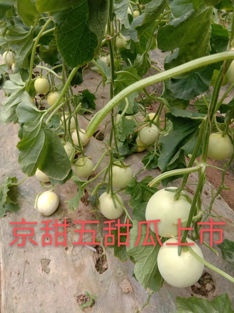 景甜五