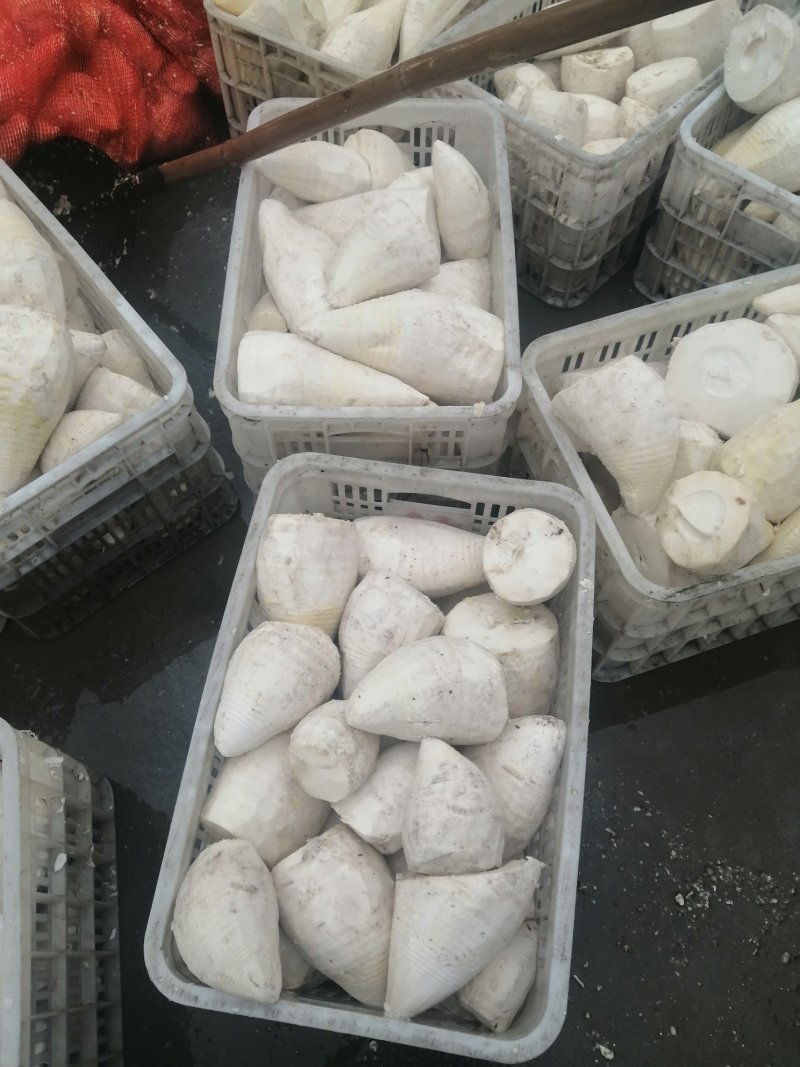 笋干