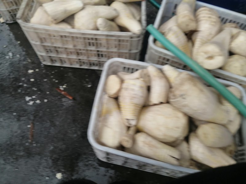 笋干