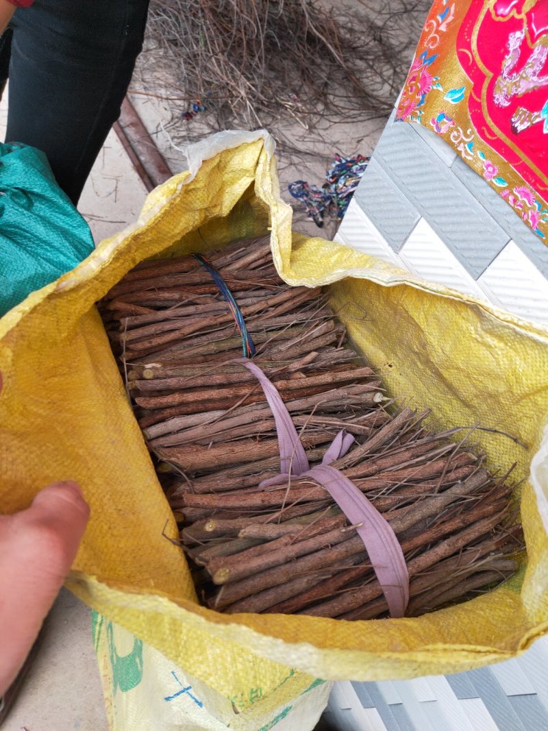 单叶蔓荆子枝条批发，品种纯正高含量品种，江西产地道地药材