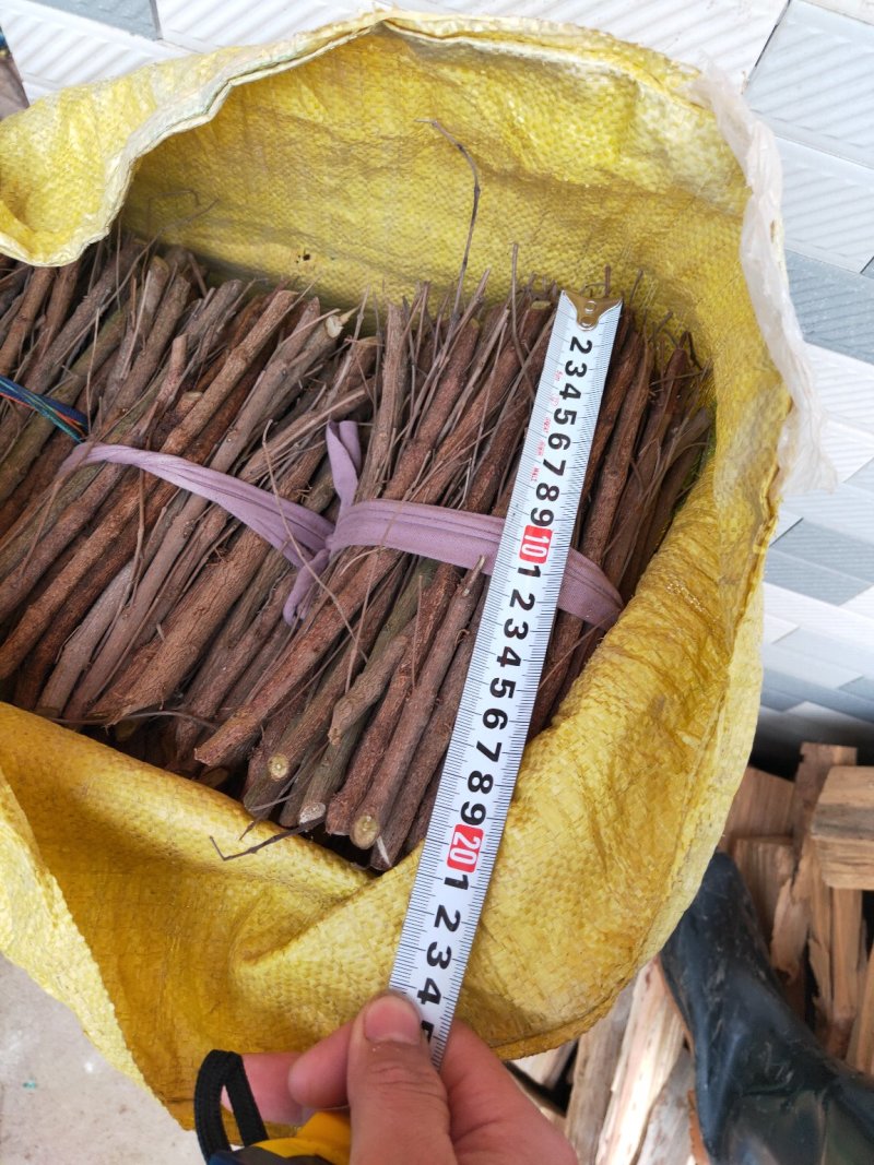 单叶蔓荆子枝条批发，品种纯正高含量品种，江西产地道地药材