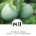 四月李苗，特早价格好竞争对手少，口感脆甜