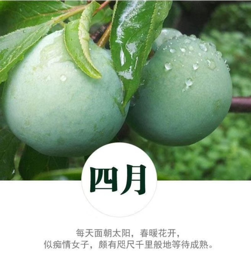 四月李苗，特早价格好竞争对手少，口感脆甜