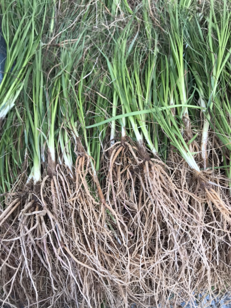 知母苗一年苗亩产效益好两年生成活率高