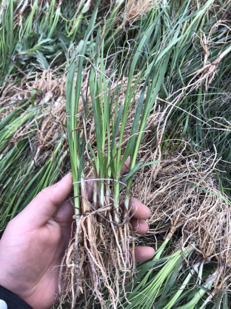 知母苗一年苗亩产效益好两年生成活率高