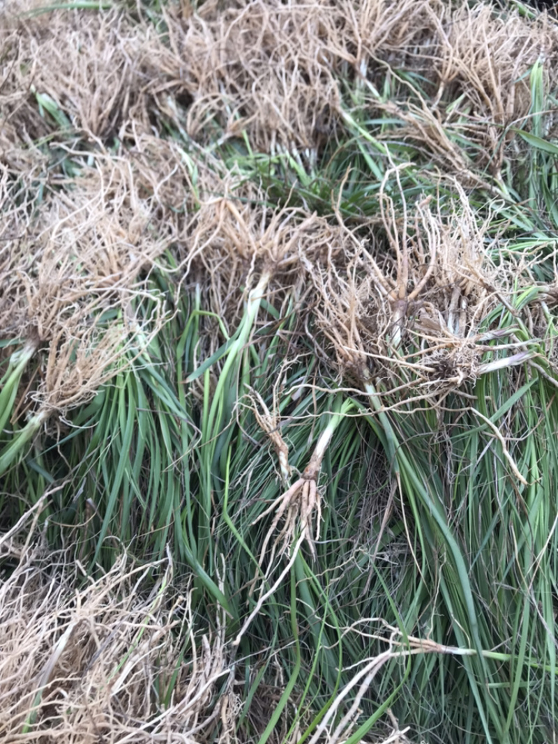 知母苗一年苗亩产效益好两年生成活率高