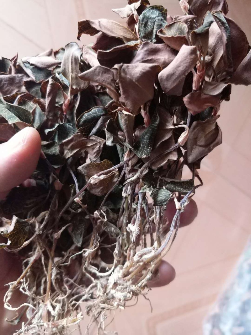 金线莲干品