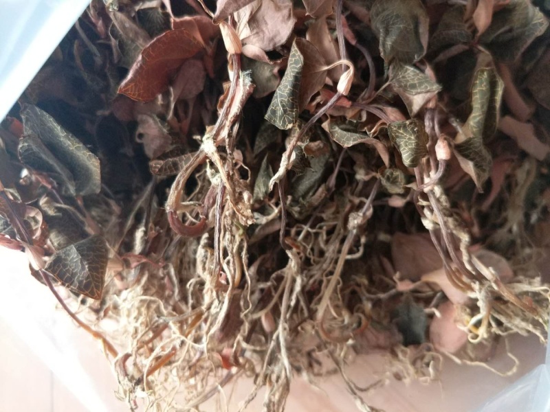 金线莲干品