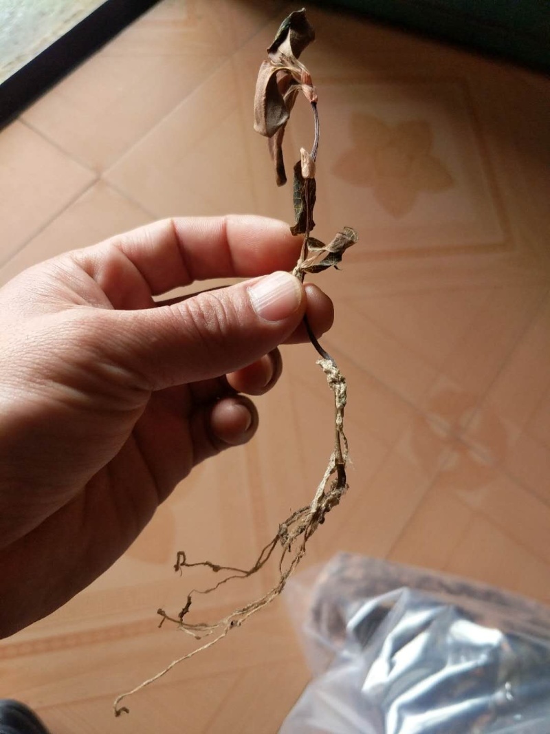 金线莲干品