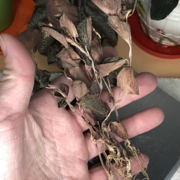金线莲干品