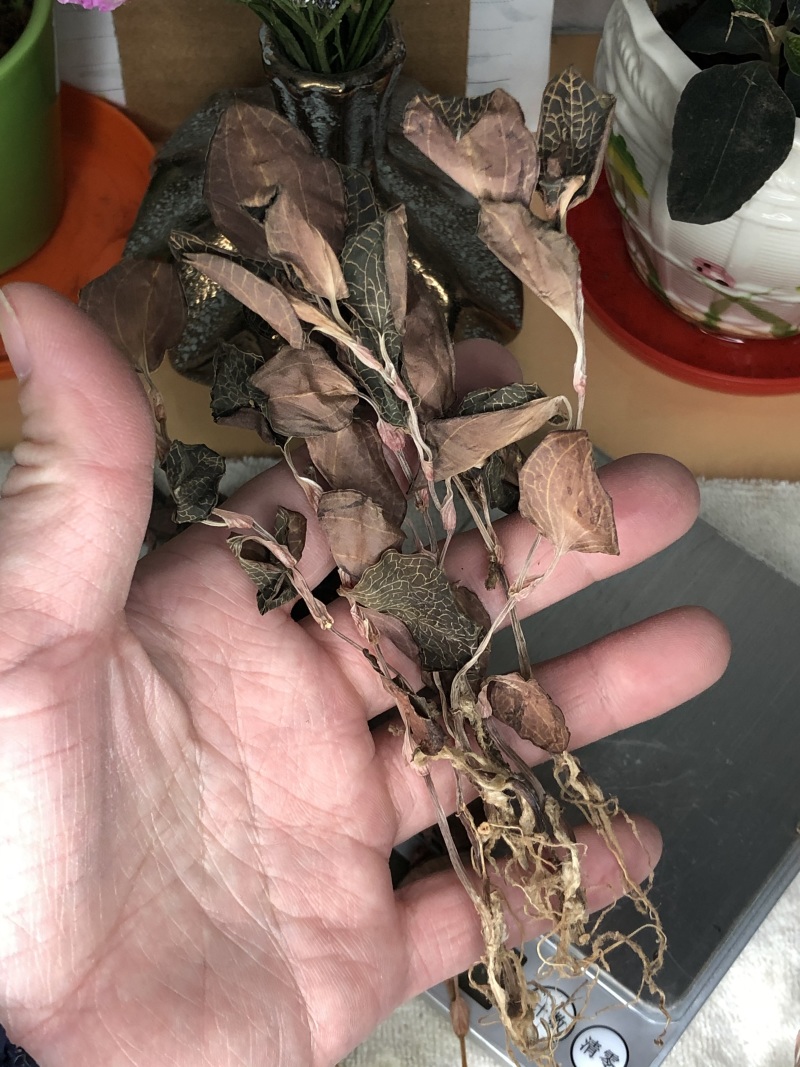金线莲干品