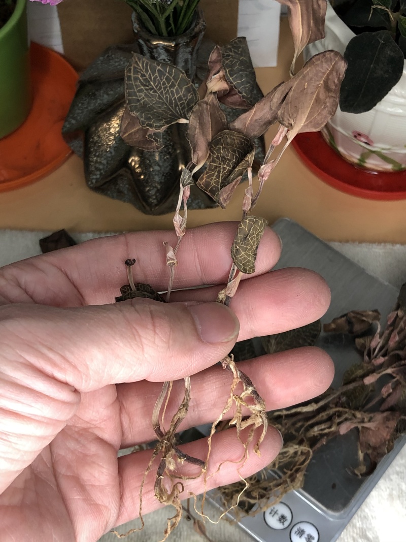 金线莲干品